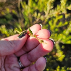 Mirbelia rubiifolia (Heathy Mirbelia) at Boolijah, NSW - 10 Mar 2024 by Csteele4