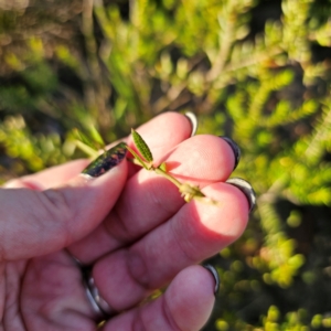 Mirbelia rubiifolia at Morton National Park - 10 Mar 2024 06:31 PM