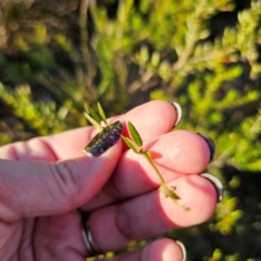 Mirbelia rubiifolia at Morton National Park - 10 Mar 2024 06:31 PM