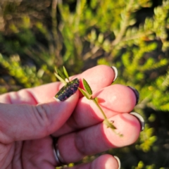 Mirbelia rubiifolia at Morton National Park - 10 Mar 2024