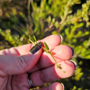 Mirbelia rubiifolia at Morton National Park - 10 Mar 2024 06:31 PM