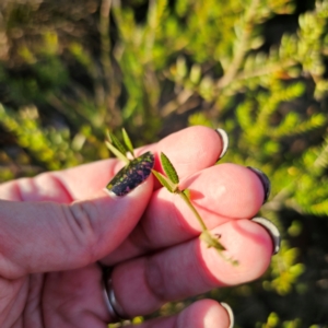 Mirbelia rubiifolia at Morton National Park - 10 Mar 2024