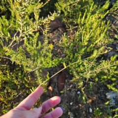 Mirbelia rubiifolia at Morton National Park - 10 Mar 2024 06:31 PM
