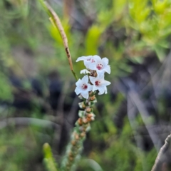 Epacris microphylla var. microphylla (Coast Coral Heath) at Morton National Park - 10 Mar 2024 by Csteele4