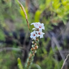 Epacris microphylla var. microphylla (Coast Coral Heath) at Boolijah, NSW - 10 Mar 2024 by Csteele4