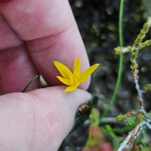 Hypoxis hygrometrica at Morton National Park - 10 Mar 2024