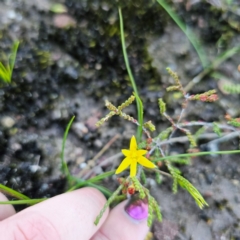 Hypoxis hygrometrica at Morton National Park - 10 Mar 2024 06:41 PM