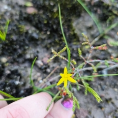 Hypoxis hygrometrica at Morton National Park - 10 Mar 2024