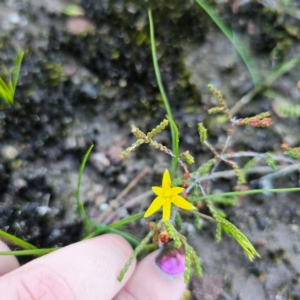 Hypoxis hygrometrica at Morton National Park - 10 Mar 2024