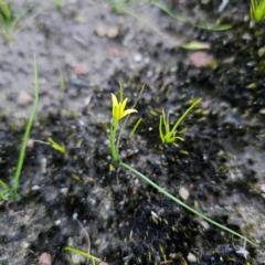 Hypoxis hygrometrica at Morton National Park - 10 Mar 2024 06:41 PM