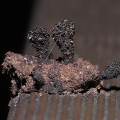 Unverified Clubs/stalks on wood or on leaf/twig litter at Capalaba, QLD - 10 Mar 2024 by TimL