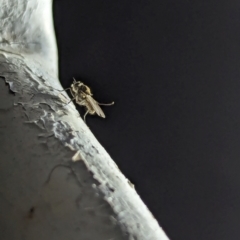 Ephydridae (family) at Watson Green Space - 10 Mar 2024 by AniseStar