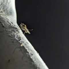 Ephydridae sp. (family) at Watson Green Space - 10 Mar 2024 by AniseStar