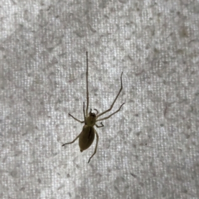 Cheiracanthium sp. (genus) (Unidentified Slender Sac Spider) at Watson, ACT - 10 Mar 2024 by AniseStar