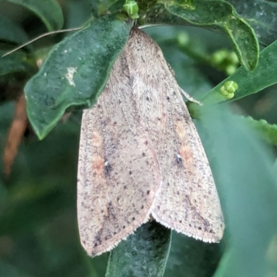 Mythimna (Pseudaletia) convecta (Common Armyworm) at Watson, ACT - 9 Mar 2024 by AniseStar