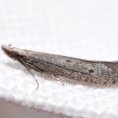 Phryganeutis cinerea (Chezala Group moth) at QPRC LGA - 9 Mar 2024 by DianneClarke