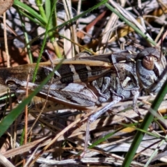 Oedaleus australis (Australian Oedaleus) at Bruce, ACT - 10 Mar 2024 by trevorpreston