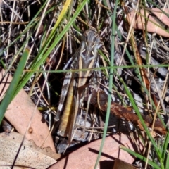 Oedaleus australis at Bruce Ridge to Gossan Hill - 10 Mar 2024