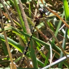 Synthemis eustalacta (Swamp Tigertail) at Bruce, ACT - 10 Mar 2024 by trevorpreston