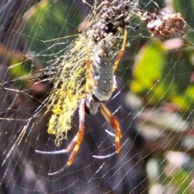 Trichonephila edulis (Golden orb weaver) at Bruce Ridge to Gossan Hill - 10 Mar 2024 by trevorpreston