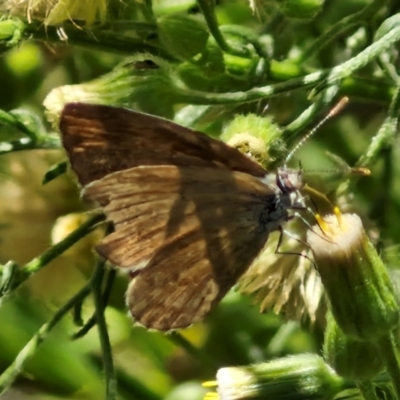 Zizina otis (Common Grass-Blue) at Bruce Ridge to Gossan Hill - 10 Mar 2024 by trevorpreston