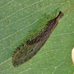 Stenosmylus tenuis (Osmylid lacewing) at Bruce Ridge to Gossan Hill - 10 Mar 2024 by trevorpreston