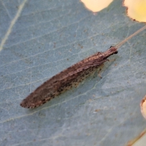 Stenosmylus tenuis at Bruce Ridge to Gossan Hill - 10 Mar 2024 12:13 PM