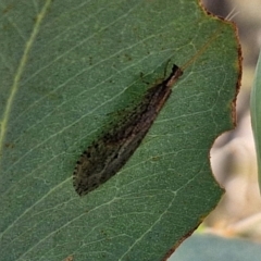 Stenosmylus tenuis at Bruce Ridge to Gossan Hill - 10 Mar 2024 12:13 PM