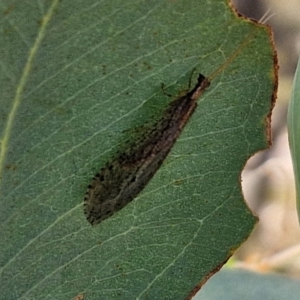 Stenosmylus tenuis at Bruce Ridge to Gossan Hill - 10 Mar 2024 12:13 PM