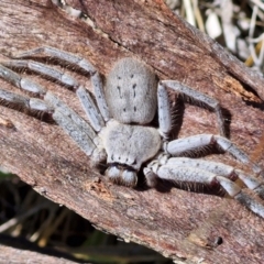 Isopeda canberrana at Flea Bog Flat, Bruce - 10 Mar 2024