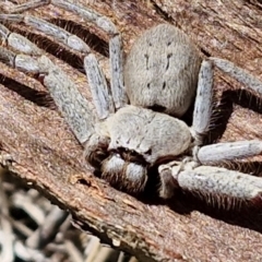 Isopeda canberrana at Flea Bog Flat, Bruce - 10 Mar 2024