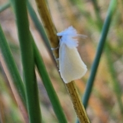Tipanaea patulella (The White Crambid moth) at Bruce Ridge to Gossan Hill - 10 Mar 2024 by trevorpreston