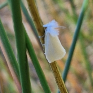 Tipanaea patulella at Flea Bog Flat, Bruce - 10 Mar 2024