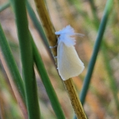 Tipanaea patulella (The White Crambid moth) at Bruce Ridge to Gossan Hill - 10 Mar 2024 by trevorpreston