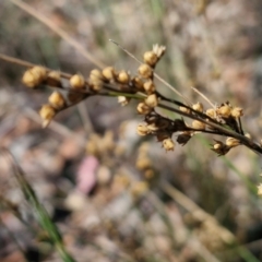 Juncus remotiflorus (Diffuse Rush) at Bruce Ridge to Gossan Hill - 10 Mar 2024 by trevorpreston