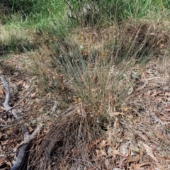 Juncus remotiflorus at Bruce Ridge to Gossan Hill - 10 Mar 2024