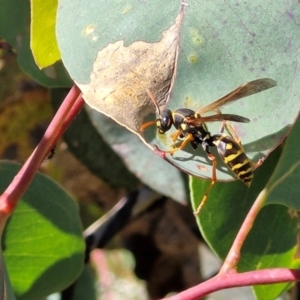 Polistes (Polistes) chinensis at Flea Bog Flat, Bruce - 10 Mar 2024 11:50 AM