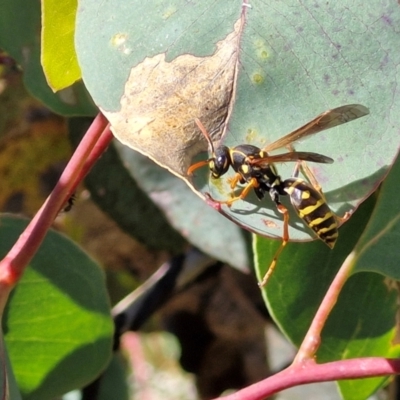 Polistes (Polistes) chinensis (Asian paper wasp) at Bruce, ACT - 10 Mar 2024 by trevorpreston