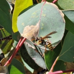 Polistes (Polistes) chinensis at Flea Bog Flat, Bruce - 10 Mar 2024