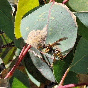 Polistes (Polistes) chinensis at Flea Bog Flat, Bruce - 10 Mar 2024 11:50 AM