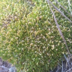 Scleranthus biflorus (Twin-flower Knawel) at Steeple Flat, NSW - 9 Mar 2024 by mahargiani