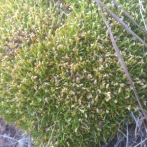 Scleranthus biflorus at Glenbog State Forest - 10 Mar 2024 10:10 AM