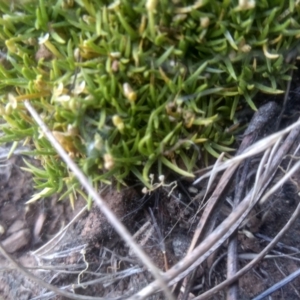 Scleranthus biflorus at Glenbog State Forest - 10 Mar 2024 10:10 AM