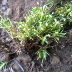 Scleranthus biflorus at Glenbog State Forest - 10 Mar 2024 10:10 AM