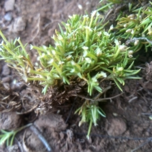 Scleranthus biflorus at Glenbog State Forest - 10 Mar 2024