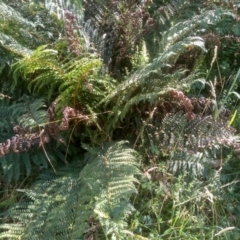 Polystichum proliferum (Mother Shield Fern) at Steeple Flat, NSW - 10 Mar 2024 by mahargiani