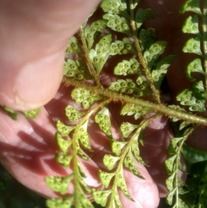 Polystichum proliferum at Steeple Flat, NSW - 10 Mar 2024 10:20 AM