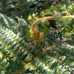 Polystichum proliferum at Steeple Flat, NSW - 10 Mar 2024 10:20 AM