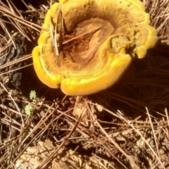 zz Polypore (shelf/hoof-like) at Glenbog State Forest - 10 Mar 2024 by mahargiani