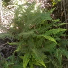 Sticherus lobatus (Spreading Fan Fern) at Bemboka, NSW - 10 Mar 2024 by mahargiani